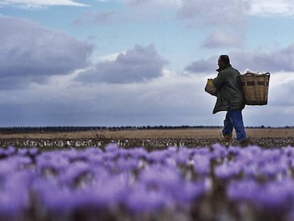 Un kilo de producto puede oscilar entre los 2.500 o 3.000 euros.