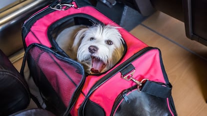 Viajar con perro