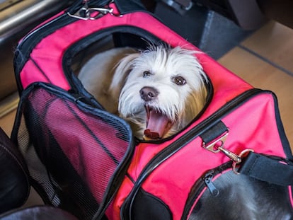 La perra 'Tía' en su transportín en uno de sus viajes con Micaela de la Maza, fundadora de Sr Perro.