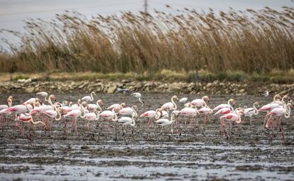 Un numeroso grupo de aves en el lago de L'Albufera de Valencia.