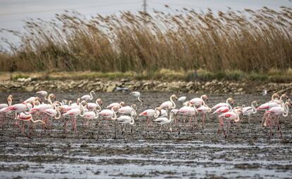 Un numeroso grupo de aves en el lago de L'Albufera de Valencia. 