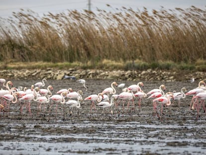 Un numeroso grupo de aves en el lago de L'Albufera de Valencia. 