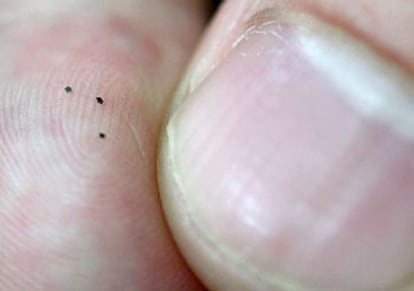 Un empleado de Hitachi muestra los 'IC chips' en la yema de un dedo.