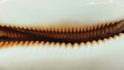 Detalle de la formación de un ejemplar de ‘Cypraeidae’ conservada en colección de malacología del Museo Nacional de Ciencias Naturales, en Madrid.