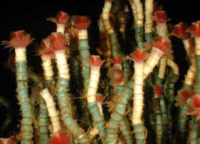 Gusanos tubícolas <i>Escarpia laminata</i> de las fuentes frías de metano del Golfo de México.