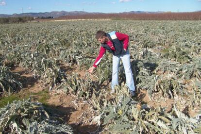 Campo de alcachofas arrasado por la helada en Benissanet (Tarragona).