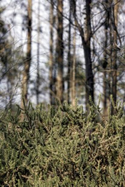 Masa forestal con maleza en el ayuntamiento de Rois