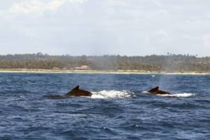 Fotografía de archivo de ballenas jorobadas. EFE/archivo