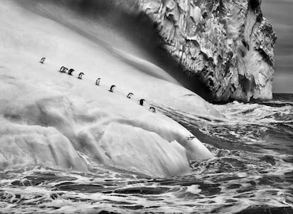 Pingüinos de barbijo sobre un iceberg entre las islas Zavodovski y Visokoi, Islas Sandwich del Sur (2009), del proyecto 'Génesis'.