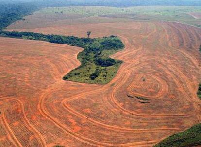 Bosques roturados de Novo Progreso (Brasil) para plantar soja.