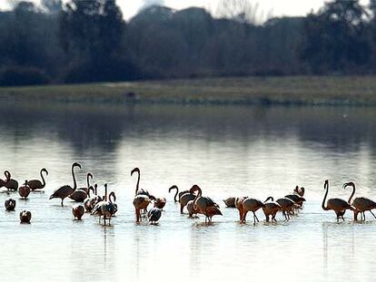 Los pájaros se quedan en Doñana, pese a la sequía