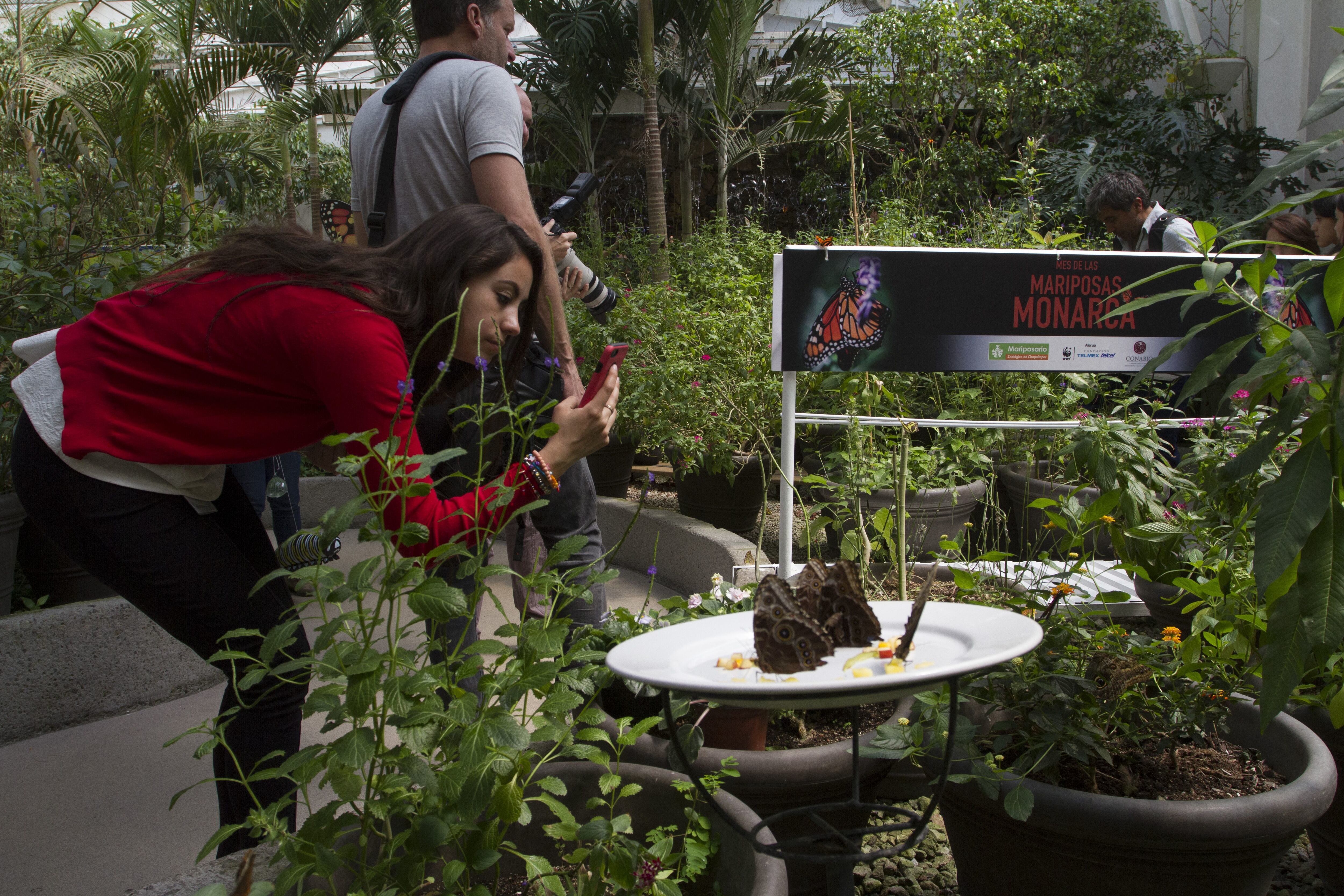 Mariposero del Zoológico de Chapultepec, creado con el apoyo de CONABIO en Ciudad de México.