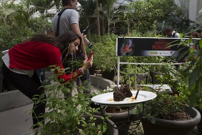 Mariposero del Zoológico de Chapultepec, creado con el apoyo de CONABIO en Ciudad de México.