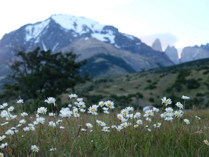 Flores de primavera en la Patagonia.