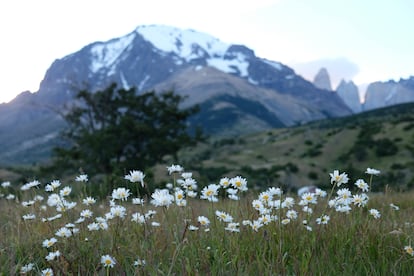 Flores de primavera en la Patagonia.