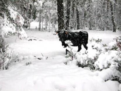 Un toro observa la fuerte nevada que caía en la serranía de los Montes Universales en Teruel.
