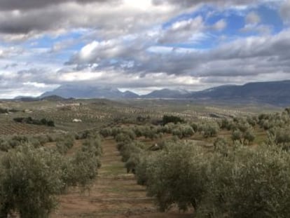 Olivos en los campos de Ja&eacute;n