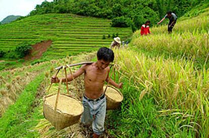 Un campesino cosecha arroz en la provincia china de Yunnan.