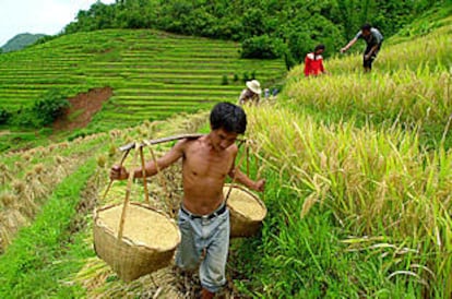 Un campesino cosecha arroz en la provincia china de Yunnan.