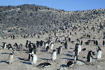 Colonia de pingüinos Adelia en cabo Royds.