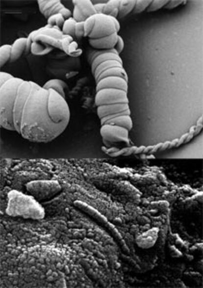 Estructuras helicoidales producidas en laboratorio vistas al microscopio electrónico.