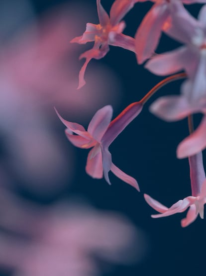 Tulbaghia (‘Tulbaghia violacea’).