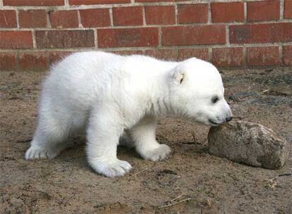 El hermano de Knut murió de una infección cuatro días después de nacer, como el 80% de los osos polares que deben ser alimentados con biberón.