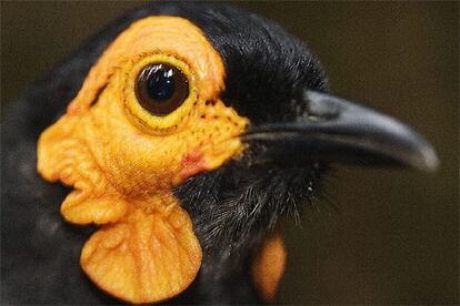 Este curioso pájaro se alimenta de miel y muestra una atractiva coloración anaranjada en la cara. Es una de las nuevas especies animales y vegetales descubiertas en las montañas Foja de Papua.