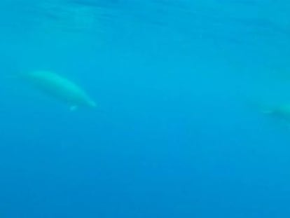 Este cetáceo, que mezcla rasgos de ballena y delfín, ha sido captado por una cámara en las Azores
