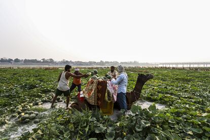 Farmers carry harvested pumpkins on a camel in the Ganges River in the northern state of Uttar Pradesh, India, in 2023.