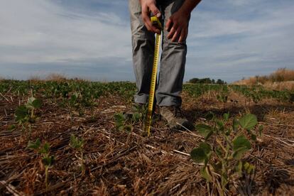 Un productor mide el tamaño de una planta de soja en Chivilcoy, a 170 kilómetros de Buenos Aires.