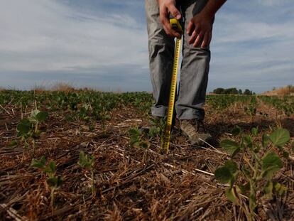 Un productor mide el tamaño de una planta de soja en Chivilcoy, a 170 kilómetros de Buenos Aires.