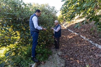 Sequía finca aguacate en Benamocarra (Axarquia)