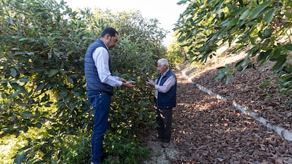 Los agricultores David Sarmiento y Antonio Sarmiento, en su finca de aguacates de la localidad de Benamocarra (Axarquía).