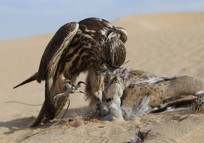 A hunting falcon preys on a houbara bustard at the al-Marzoon Hunting reserve, 60 Kilometres south of Madinat Zayed, on February 1, 2016. / AFP / KARIM SAHIB