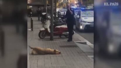 Imatge del gos abatut a Barcelona.