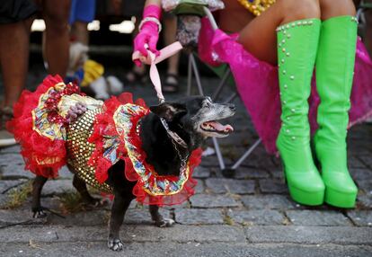 Un gos disfressat amb el seu amo durant la desfilada del carnestoltes del gos a Rio de Janeiro (Brasil).