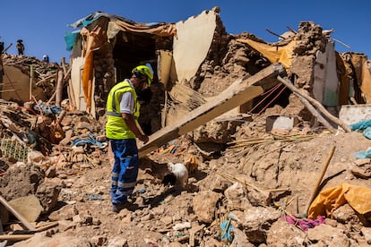 La perra Briska busca entre los restos de la cocina, último lugar donde se vio a Saida antes del terremoto. Briska marca y confirma el mismo lugar que Homero.