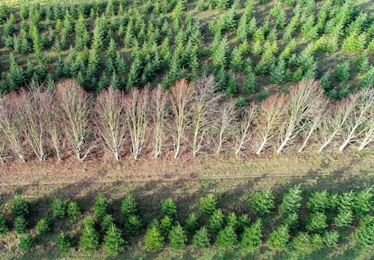 Vivero forestal deLürssen (Alemania).