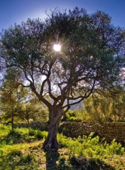 Bajo los olivos, las mujeres y los niños vivieron su esclavitud.