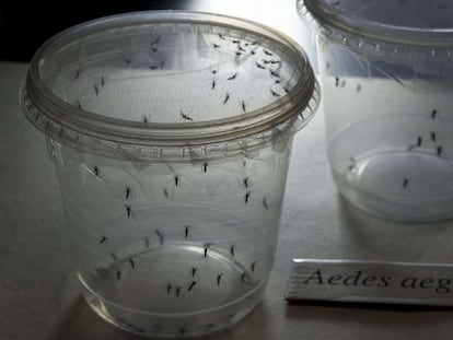 Mosquitos Aedes aegypti, transmissores do vírus zika, no Instituto de Ciências Biomédicas da Universidade de São Paulo no dia 8 de janeiro.