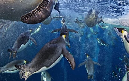 Bandada de ping&uuml;inos emperador en las aguas del mar de Ross, en la Ant&aacute;rtida.