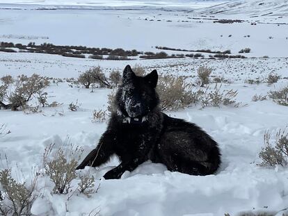 A female wolf pup is seen in North Park, Colo