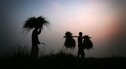 Agricultores en Gauhati (Estado de Assam).