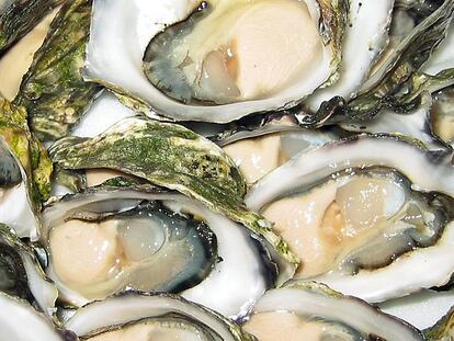 Las ostras dejan de ser un lujo en Portugal