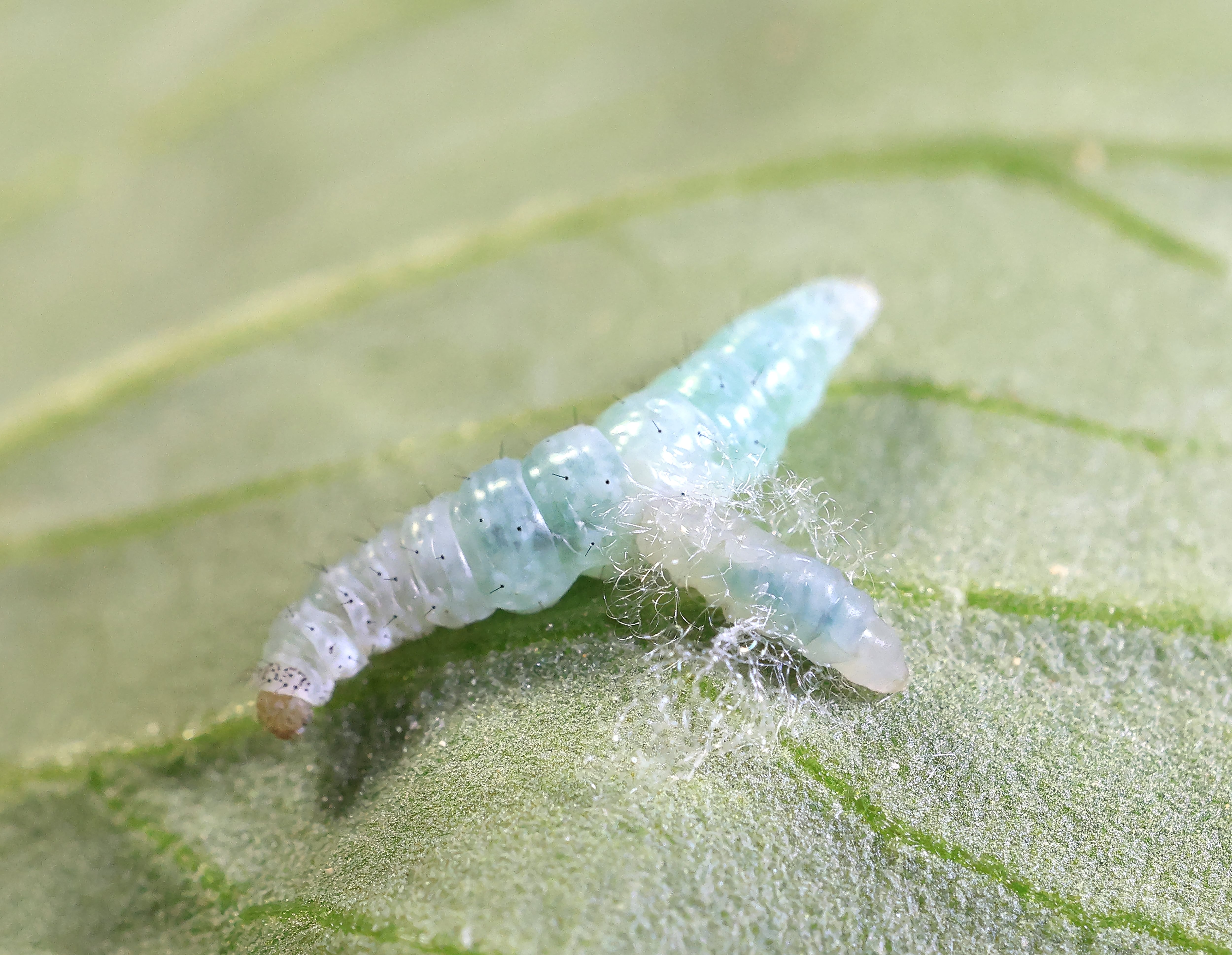 Esta avispa parasita a su hospedador castrándolo con un virus