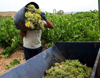 En las zonas con denominación de origen (en la foto, La Rioja), se espera una cosecha estable