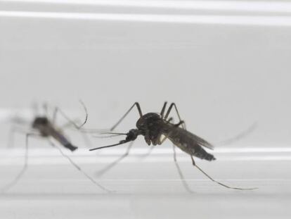 El mosquito es el principal transmisor del virus