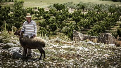 Jesús Beneito, con una de las ovejas de su rebaño en los alrededores de Agres, un municipio de Alicante.