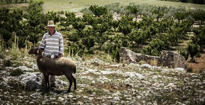 Jesús Beneito, con una de las ovejas de su rebaño en los alrededores de Agres, un municipio de Alicante.